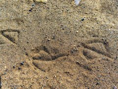 ��ɰ����γɵģ��c�C��ɰ�C��ʲô�^(q��)�e��